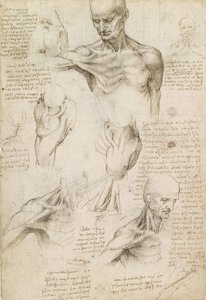 Anatomie superficielle de l